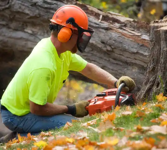 tree services Highland Meadows